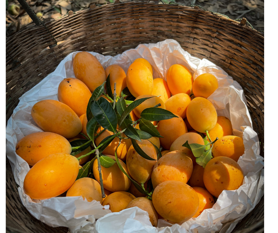 Explore the vibrant flavors of fresh Florida fruit in senior living communities. From tangy citrus to tropical delights, learn how locally sourced fruits support nutrition, enhance meals, and bring the tastes of Florida’s bountiful harvest to residents, promoting wellness and connection.