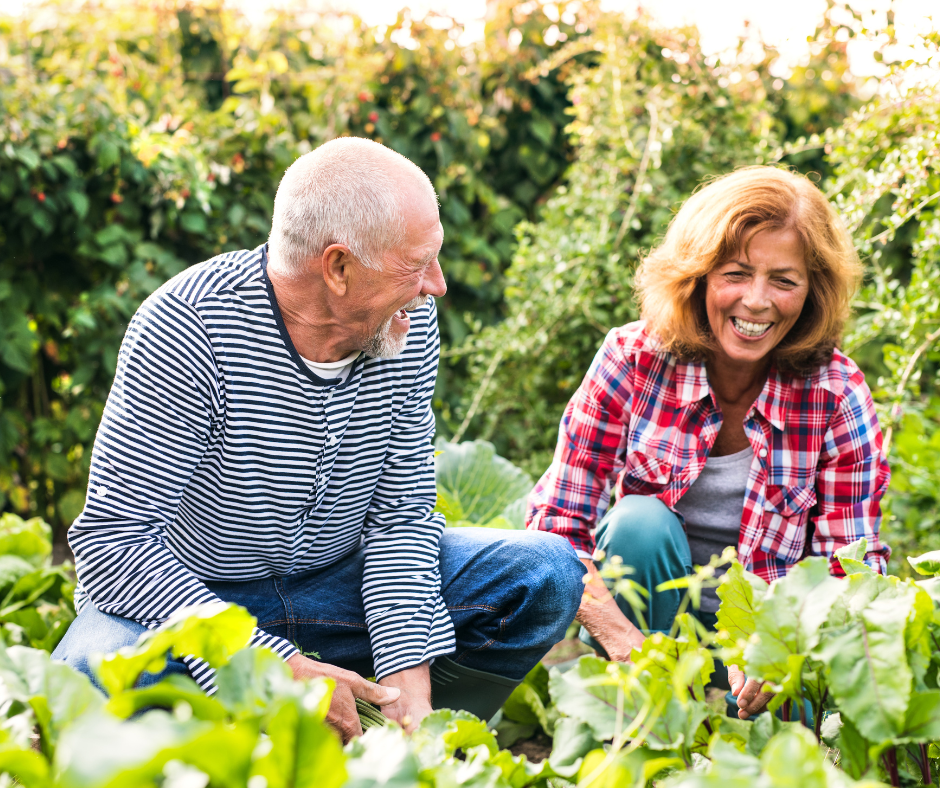 Florida's mild winter climate makes it the perfect time for seniors to engage in community gardening. Life plan communities offer resident garden plots to cultivate leafy greens, herbs, and flowers, providing physical, social, and cognitive benefits for older adults.